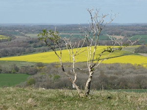 From Old Winchester Hill 300w
